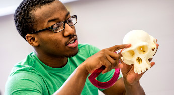 A student indicates a point of interest on a model of a human skull.