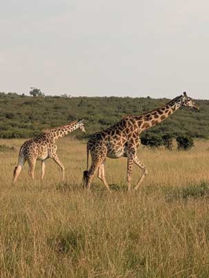 Giraffe on the plains of Kenya