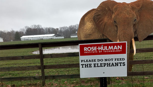 An elephant standing behind a fence with a sign that reads "Please do not feed the elephants."