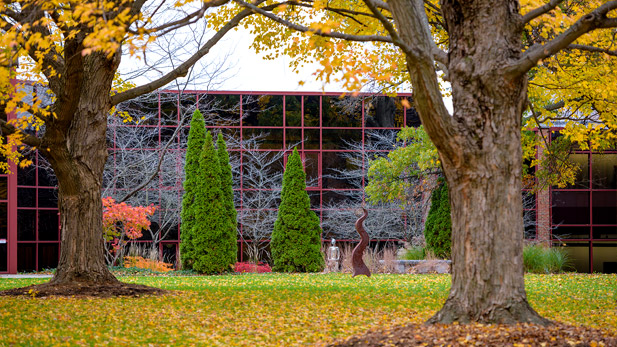 Trees on campus