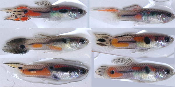 Trinidadian guppies