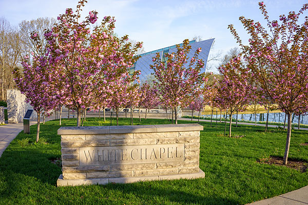 Flowers on Trees by the White Chapel