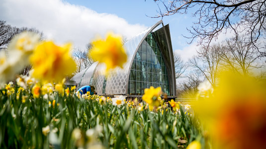 Exterior view of White Chapel with blue sky and daffodils in foreground.