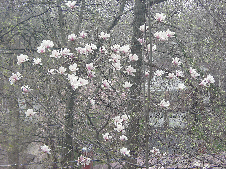 blooming tree 2006