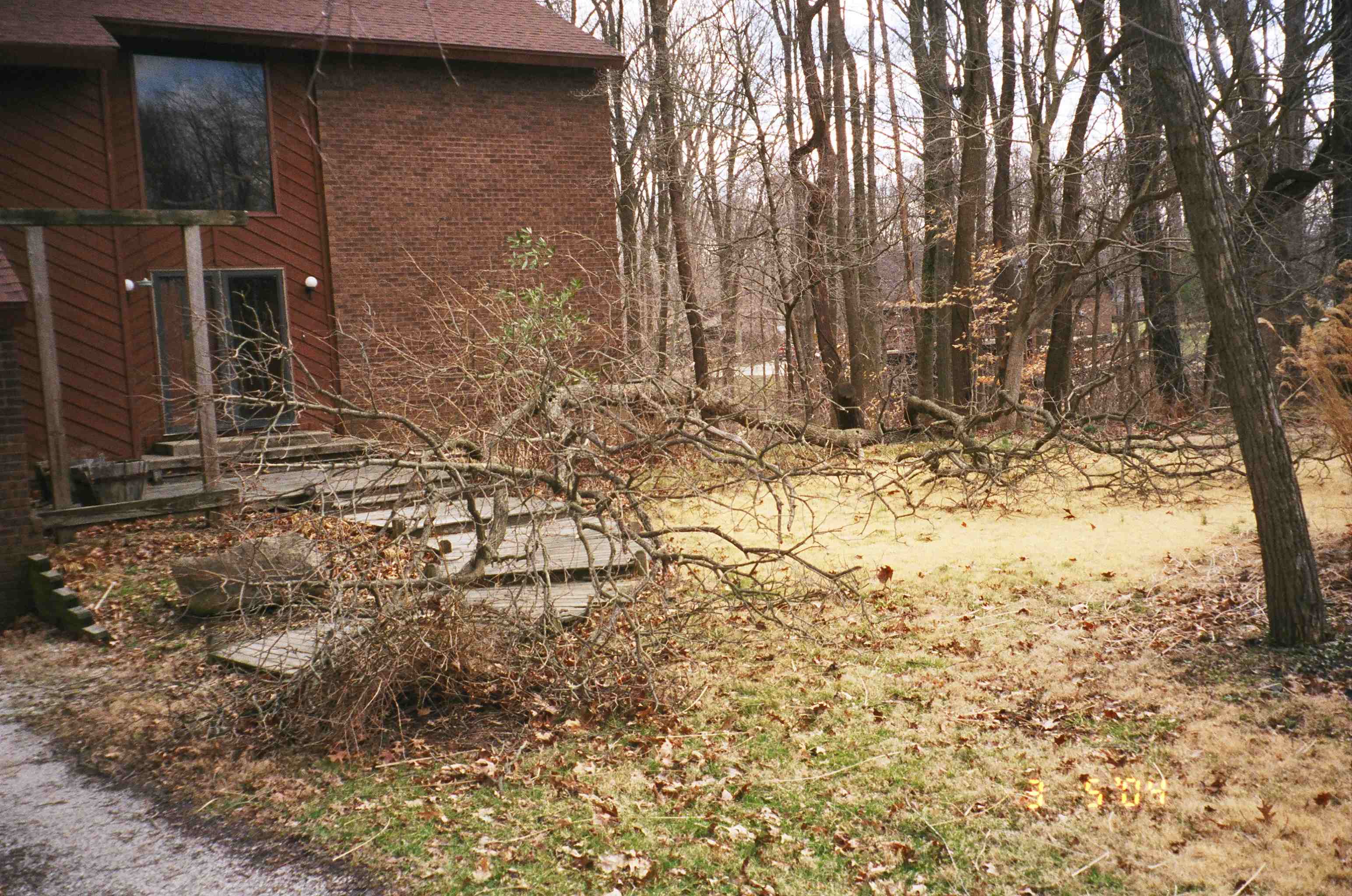 [Tree blown down March 5, 2004]